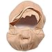 Bloch Dance Women's Pro Elastic Split Sole Canvas Ballet Slipper/Shoe