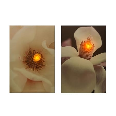 Online-Fuchs 2 LED Bilder mit Beleuchtung und Timer! - Leinwandbild 60 x 40 cm - Wandbild mit Blumen (Magnolie)