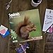 Squirrels 2019 16 Month Wall Calendar 12 x 12 Inches