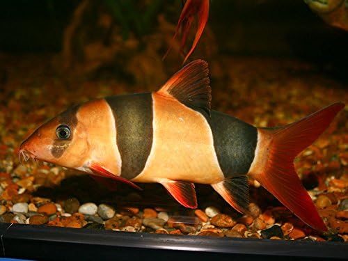 loach tropical fish