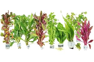 GENERIC Live Aquarium Plants Variety Pack – Nursery’s Choice Easy Beginner 6-Bundle Package | Freshwater Tank Starter Kit, Hardy Low-Light Aquatic Plants