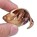 Nature Gift Store 2 Live Pet Hermit Crabs+3 Cholla Exercise Logs Bundle: Purple Pincher Land Crab
