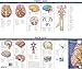 Anatomical Chart Company's Illustrated Pocket Anatomy: Anatomy of The Brain Study Guide