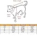 i'Pet Princess Floral Cat Party Bridal Wedding Dress Small Dog Flower Tutu Ball Gown Puppy Dot Skirt Doggy Photo Apparel Stretchy Clothes Mesh Costume for Spring Summer Wear