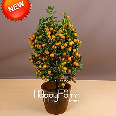 Best Selling 100pcs Bag Balcony Patio Potted Fruit Trees Planted