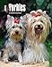 Yorkshire Terriers 2018 6 x 7.75 Inch Weekly Engagement Calendar, Animals Small Dog Breeds Terrier Puppies