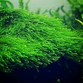 Java Moss Taxiphyllum Barbieri Easy Live Aquarium Plant
