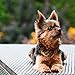 2020 Yorkshire Terriers Calendar 16 Month 12 x 12 Wall Calendar by Bright Day Calendars (Terriers Collection) (Yorkshire Terriers 2019)