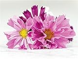 Cosmos Seashells - Long Blooming Period in All Zones