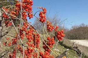 Vine Seeds - 20 Seeds of American Bittersweet, Celastrus scandens (Fast, Hardy, Showy)
