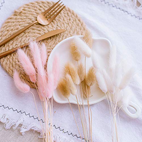 Beau Jour Natural Dried Lagurus ovatus 100 pcs, Flower Arrangements Wedding Home Decor (Pink)