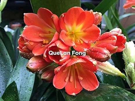 5 Samen von QueLan Fong X Hirao Steven Pass clivia by Farmerly