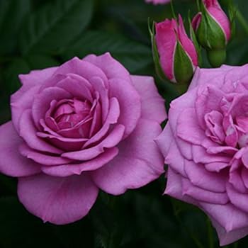 Amazon.com : Plum Perfect Rose Bush Reblooming Sunbelt Rose - Double ...