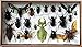 Real PHYLLIUM SICIPHOLIUM and Mix Insect Taxidermy Set in Boxes Display