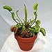 Venus Fly Trap Plant - Carnivorous - 3" Clay Pot
