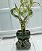 jmbamboo-live Love Heart Style Lucky Bamboo Arrange w/ ceramic Vase