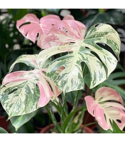 Amazon.com : 90PCS Fresh Monstera Plant Seeds, Rare Tropical Houseplant  Seeds for Indoor & Outdoor Growing | Easy to Grow Exotic Foliage Plant :  Patio, Lawn & Garden