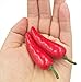 Hagao Fake Pepper, Millet Pepper Simulation Lifelike Hot Chili for Home Kitchen Party Pub Decoration Cabinet Ornament 50 pcs Red