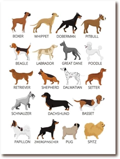 No Brand Toile Art Print Le Chien Differentes Races De Chien Collection Graphique Affiche Accueil Decoration Murale Peinture Animaux Chiens Amant Cadeau Idee 50x70 Cm Pas De Cadre Amazon Fr Cuisine Maison