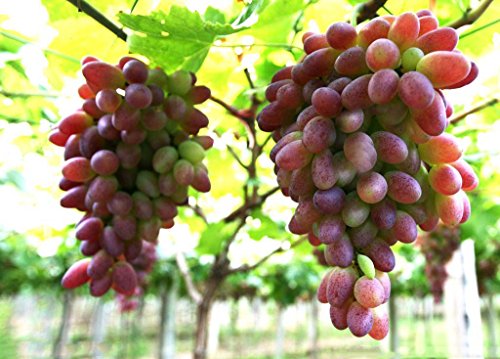 Fruit Grape Seeds 20/Pack Kyoho Grape Seeds Red/Green Mention Child Delicious Nutritious Sweet Natural Snack Organic Seeds for Planting Garden Courtyard (Wink Grape Seeds)