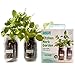 Organic Indoor Herb Garden Kit by Back to the Roots – Non-GMO Basil and Mint Plants Starter Kit with Organic Seeds, Organic Soil, Biochar, and an Ayesha Curry Recipe Book