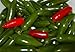 Serrano Hot Pepper 4 Plants - Great for Salsa!