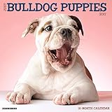 Just Bulldog Puppies 2017 Wall Calendar (Dog Breed Calendars)