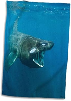 3d Rose Black Basking Shark Cetorhinus Maximus Filter Feeding On