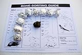 Owl Pellets (Set of 10 with Bone Chart)