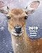2019 Weekly and Monthly Planner: Deer Daily Organizer -To Do -Calendar in Review/Monthly Calendar with U.S. Holidays-Notes Volume 39 by All In A Day