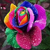 Mggsndi 100Pcs Colorful Rose Flower Seeds Home Garden Perennial Bonsai Plant Decoration - Heirloom Non GMO - Seeds for Planting an Indoor and Outdoor Garden Rose Seeds