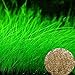 Aquarium Grass Plant Seeds, West Coast Easy Aquatic Live Plant, for Garden Lawn Fish Tank Aquarium Decor