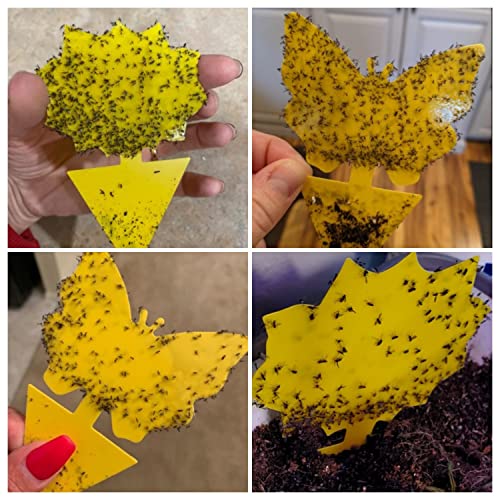 Fungus Gnat Traps Gnat Killer, Fungus Traps Fruit Fly Trap Protect