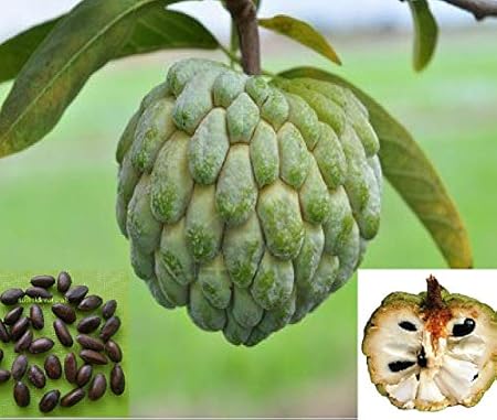 SS Naturals Annona Squamosa Plant Seed,Custard Apple Fruit Seed, Sitaphal,Sugar Apples Tree Seed,sweetsops,Annonaceae 25 nos.