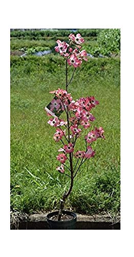 すべての美しい花の画像 トップ100ハナミズキ ピンク