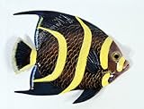 Handpainted Tropical Fish Replica Wall Mount Decor Plaque Black 8