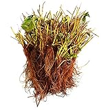 Hirts Evie Everbearing Strawberry Plants, 50 Plants Bareroot