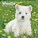 West Highland White Terrier Puppies 2020 7 x 7 Inch Monthly Mini Wall Calendar, Animals Dog Breeds T by 