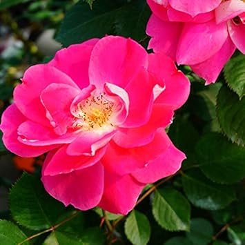 Amazon バラ苗 ケアフリーワンダー 大苗 木立バラ Fl 京成バラ 初心者に超おすすめ 四季咲き ピンク 強健 バラ 苗 薔薇 花