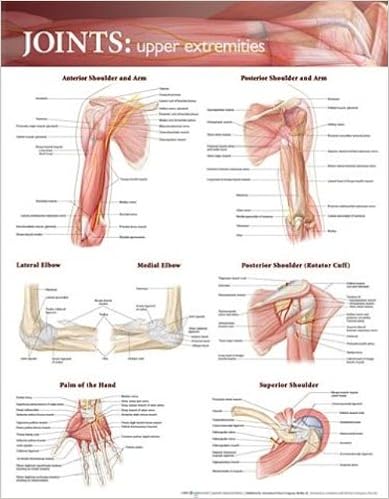 Joints Of The Upper Extremities Anatomical Chart (9780781786577)