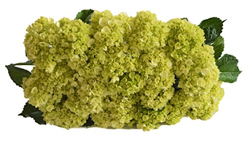 Farm2Door: 25 Stems of Select Mini Green Hydrangeas from Colombia - Farm Direct Wholesale Fresh Flowers