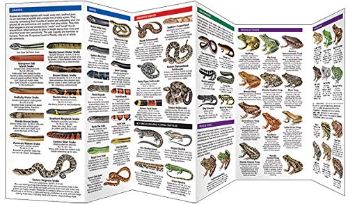 image for Florida Reptiles & Amphibians: A Folding Pocket Guide to Familiar Spec
