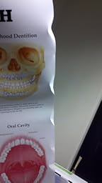 Anatomy of the Teeth Anatomical Chart: 9781587791000: Medicine & Health