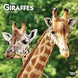 Giraffes 2020 12 x 12 Inch Monthly Square Wall Calendar, Wildlife Zoo Animals by 