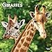 Giraffes 2020 12 x 12 Inch Monthly Square Wall Calendar, Wildlife Zoo Animals by 
