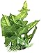 Fluval Anubias Plant for Aquarium, 9-Inch