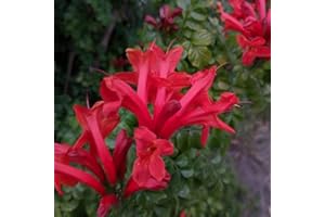 YUNAKSEA Red Honeysuckle Bush, Lonicera Honeysuckle Plants Live for Planting, Honeysuckle Vine Live Plant, Fragrant Honeysuckle, 2.5" Pot, No CT, FL, NY, NH, KY, in, VT, WI, MA, GA, IA