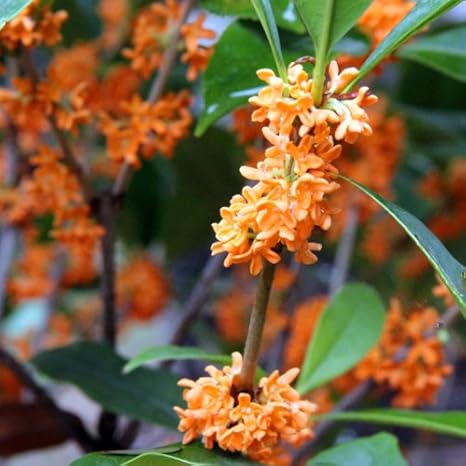 Amazon Co Jp キンモクセイ 金木犀 タンケイ 紅花 4号ポット 多花性でより色の濃い品種 ホーム キッチン