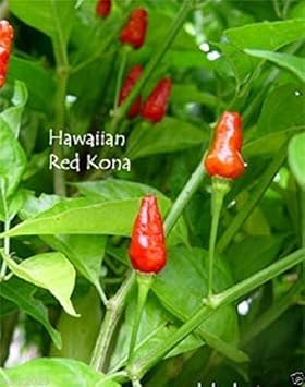 Amazon.com: Rojo hawaiano Kona -30 pimienta semillas ...
