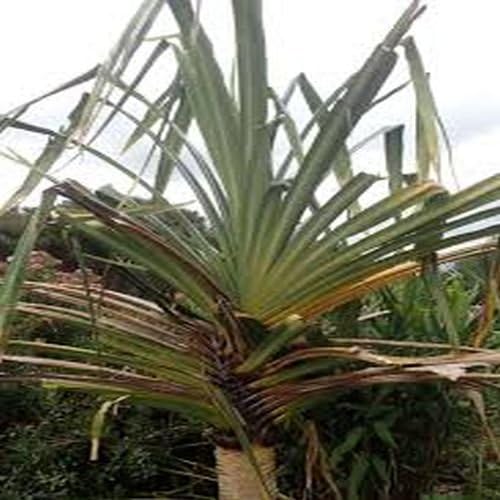 Pandanus furcatus,Himalayan Screw Pine Tree,5 Seeds, BIO hu-öko-01